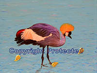 Crowned Crane